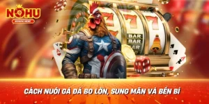 Cách nuôi gà đá bo lớn, sung mãn và bền bỉ